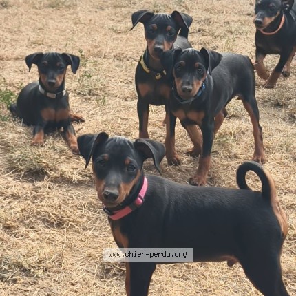 Photo 1/1 BOUNTY Chien perdu à Montreuil Sur Lozon