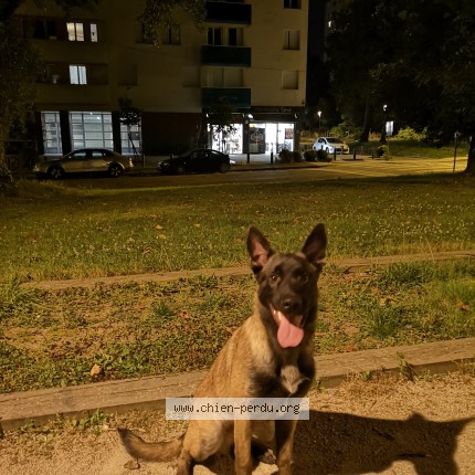 Photo 1/1 sossa Chien perdu à Pau