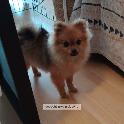 Photo 1/1 Bella Chien perdu à Issy Les Moulineaux