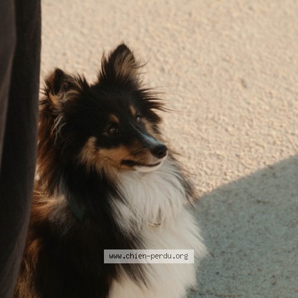 Photo 1/1 Allure dit MacBeth Chien perdu à Quemper Guezenec