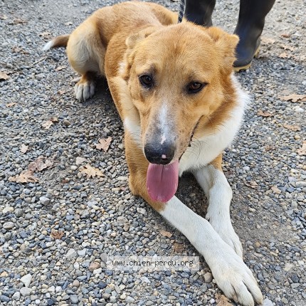 Photo 1/1 Chien retrouvé Trouvé à Montauban