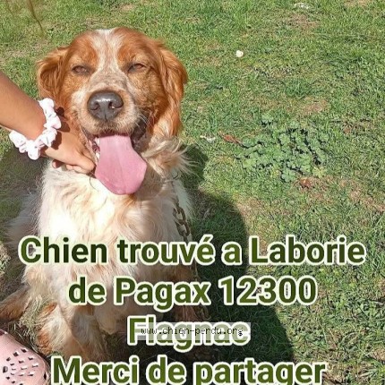 Photo 1/1 Chien trouvé Trouvé à Flagnac