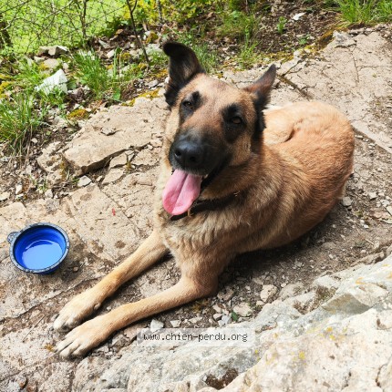Photo 2/3 Chien retrouvé Perdu à Saint Vincent Du Pendit