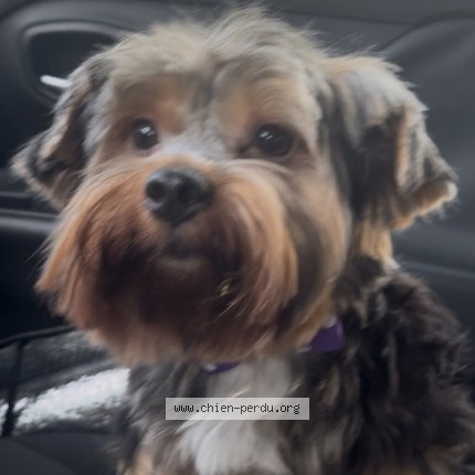 Photo 1/1 Aïko Chien perdu à Remire Montjoly