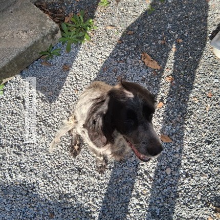 Photo 1/1 Chien trouvé Trouvé à Vicq Sur Breuilh