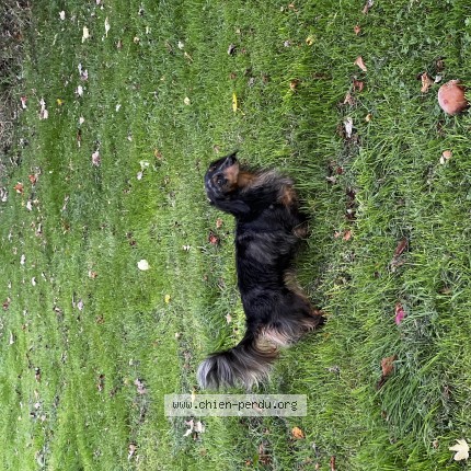 Photo 1/1 Chien retrouvé Perdu à Issy Les Moulineaux