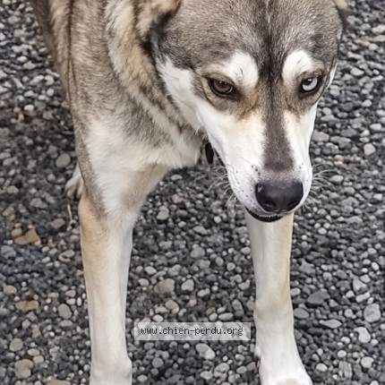 Photo 1/1 Chien retrouvé Perdu à Dax