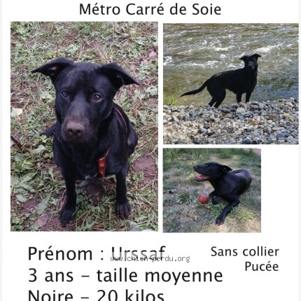 Photo 1/1 Urssaf Chien perdu à Vaulx En Velin