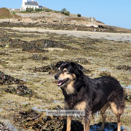 Photo 1/1 Triskelle Chien perdu à Gif Sur Yvette