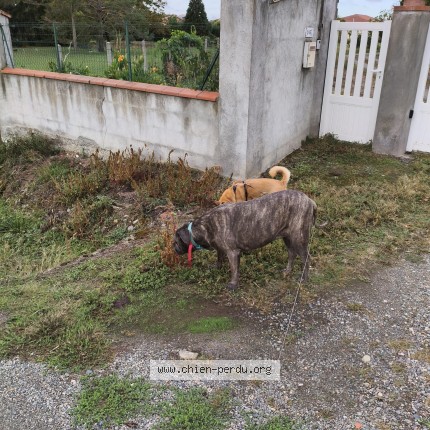 Photo 1/1 Chien trouvé Trouvé à Seysses
