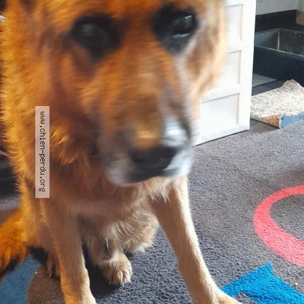 Photo 1/1 Chien retrouvé Trouvé à Formigny La Bataille