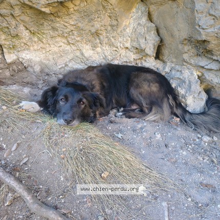 Photo 1/1 Tito Chien perdu à Arnave