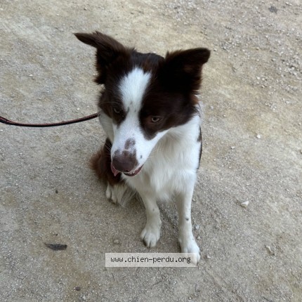 Photo 2/3 Chien retrouvé Trouvé à Poitiers