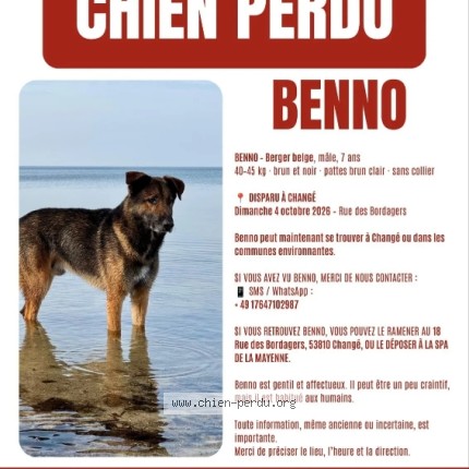 Photo 1/1 bonno Chien perdu à Change