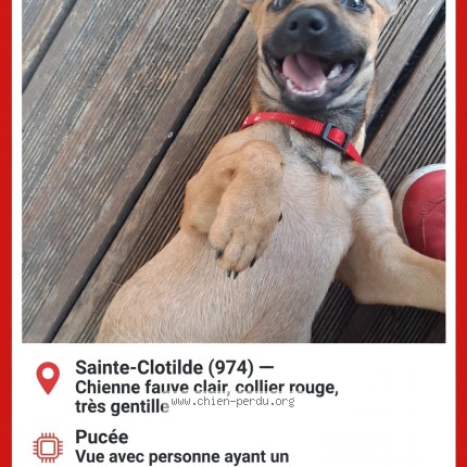 Photo 1/2 canelle Chien perdu à St Denis