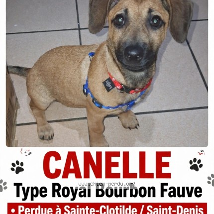 Photo 2/2 canelle Chien perdu à St Denis