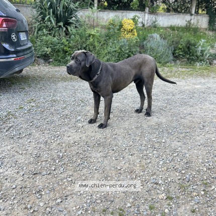 Photo 1/1 Arès Chien perdu à Fontenilles