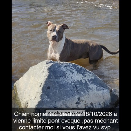 Photo 1/1 taz Chien perdu à Vienne