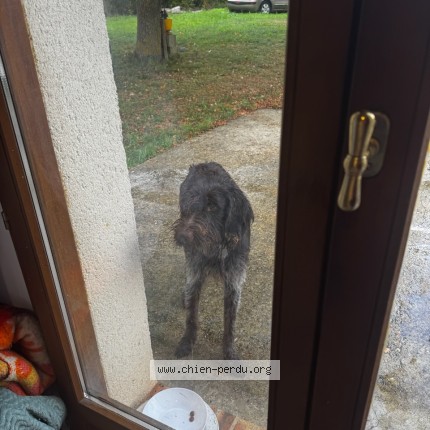 Photo 1/1 Chien trouvé Trouvé à St Germain Sur Avre