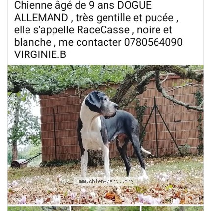 Photo 1/1 RaceCasse Chien perdu à Montauban
