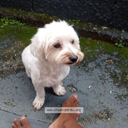 Photo 1/1 Oki Chien perdu à Saint Denis