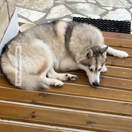 Photo 1/1 Chien retrouvé Trouvé à Quincy Sous Senart