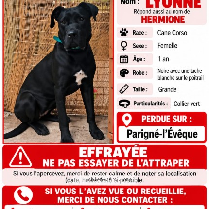 Photo 1/1 Hermione Chien perdu à Parigne L Eveque