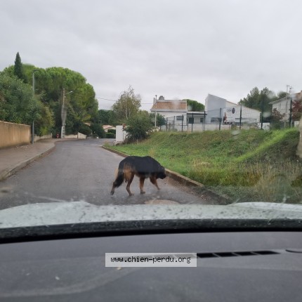 Photo 1/3 Chien trouvé Trouvé à Teyran