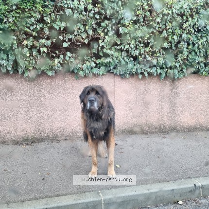 Photo 2/3 Chien trouvé Trouvé à Teyran