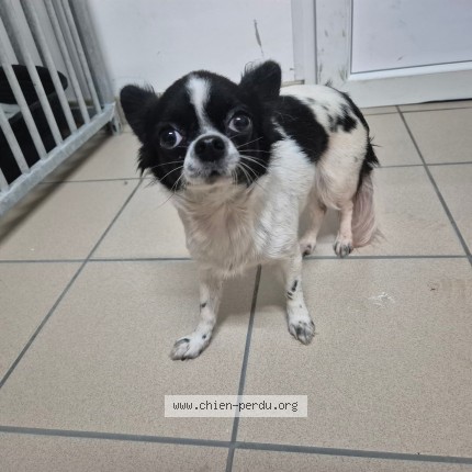 Photo 1/1 Chien trouvé Trouvé à Melun