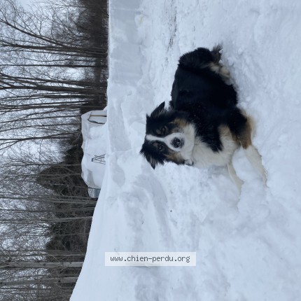 Photo 1/1 Stella Chien perdu à South Glengary