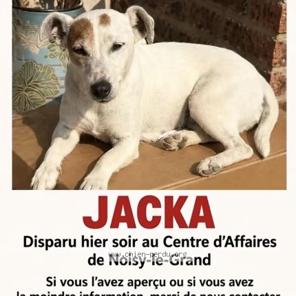 Photo 1/1 Chien retrouvé Perdu à Noisy Le Grand