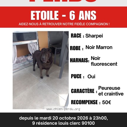 Photo 1/1 Etoile Chien perdu à Delle