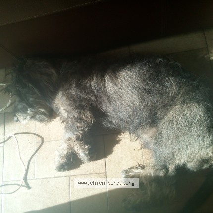 Photo 1/1 Chien retrouvé Trouvé à Saint Marcel En Dombes