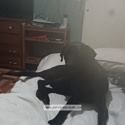 Photo de chien perdu à Santiago