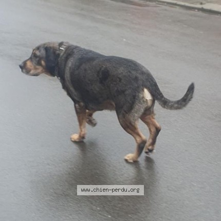 Photo 1/1 Chien trouvé Trouvé à Montegnee