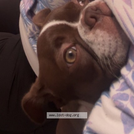 Photo de chien perdu à Altoona