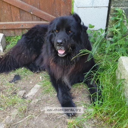 Photo de chien perdu à Landean