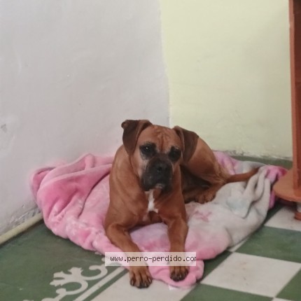 Photo de chien perdu à Mexico