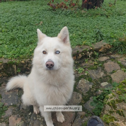 Photo de chien perdu à La Ferte Sous Jouarre