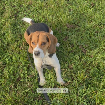 Photo de chien perdu à Fertans