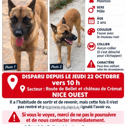 Photo 1/1 Chien retrouvé Perdu à Nice