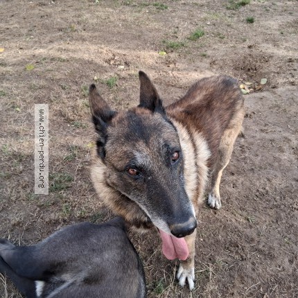 Photo 1/1 Chien retrouvé Trouvé à Gigny Sur Saone