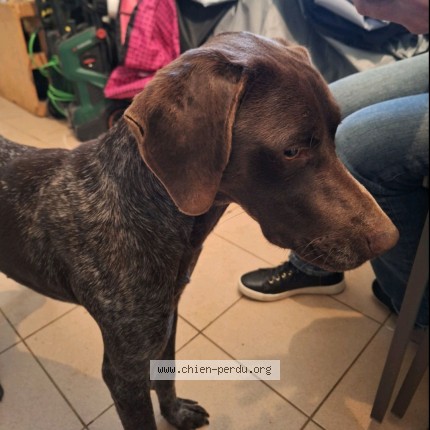 Photo 1/1 Chien trouvé Trouvé à Fleury Les Aubrais