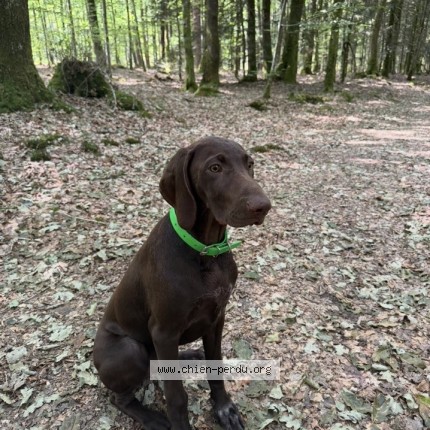 Photo 1/1 baya Chien perdu à Rouesse Vasse