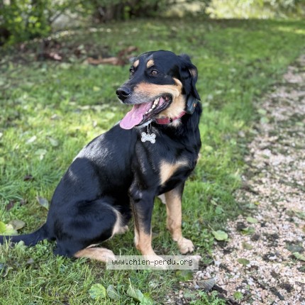 Photo 1/1 Chien retrouvé Perdu à Macon