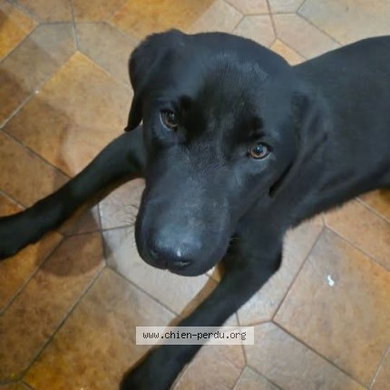 Photo 1/1 ragnard Chien perdu à Le Creusot