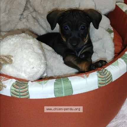 Photo 1/1 chanel Chien perdu à St Martin D Oney