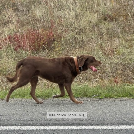 Photo 1/1 Maddie Chien perdu à Bourges