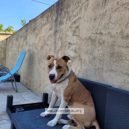 Photo 1/1 rambo Chien perdu à Entraigues Sur La Sorgues